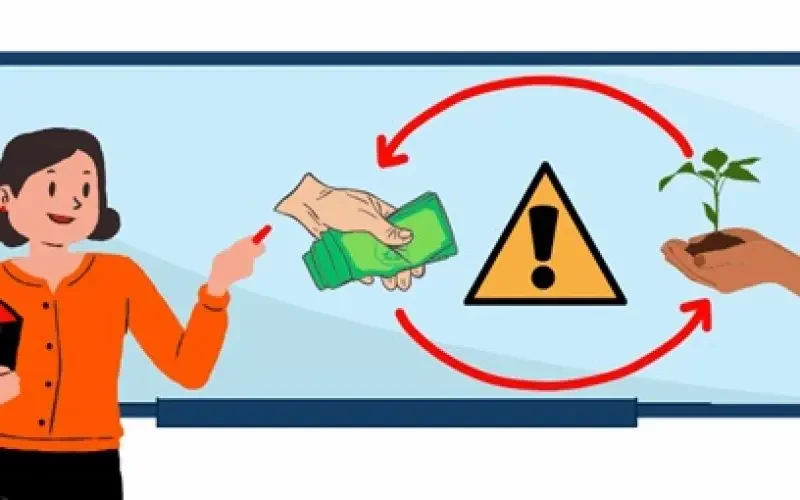 lưu ý trồng cây cúc họa mi