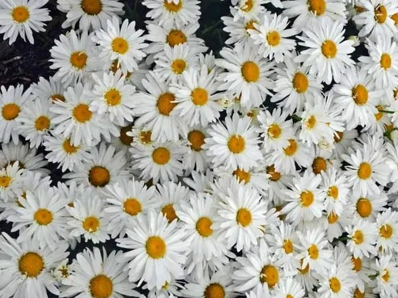 Nguồn gốc và lịch sử cây Cúc Họa Mi