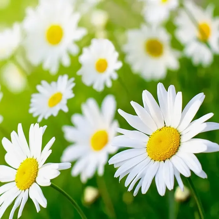 Nguồn gốc và lịch sử cây Cúc Họa Mi