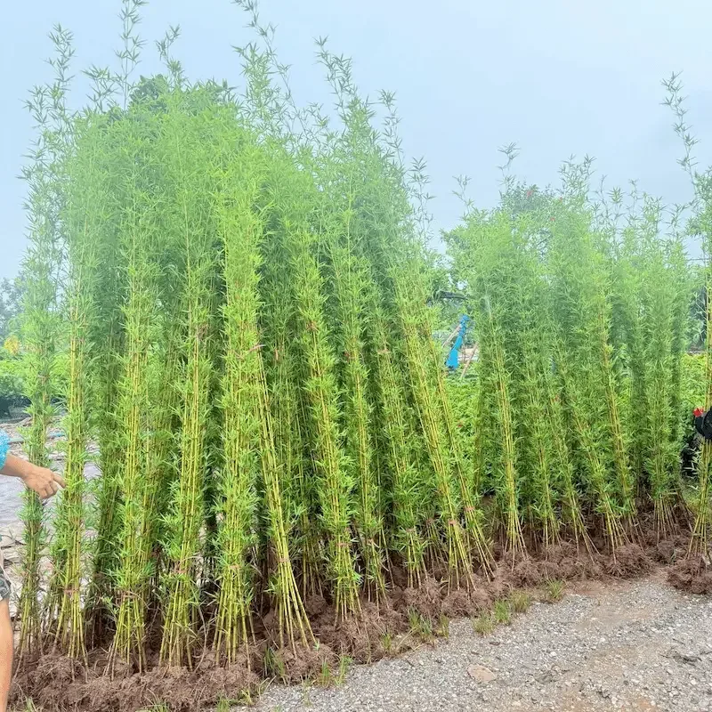 Ảnh bìa của sản phẩm: Cây Trúc Quân Tử