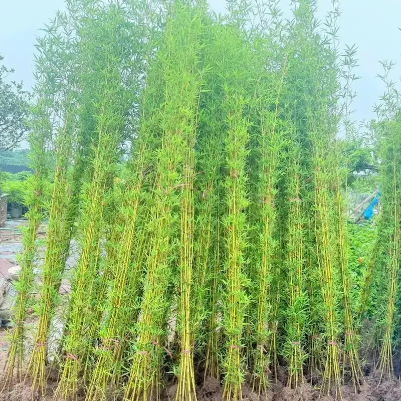 giới thiệu cây trúc quân tử