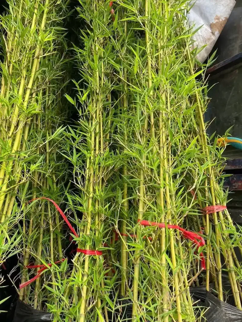 Trúc Quân Tử trang trí ban công