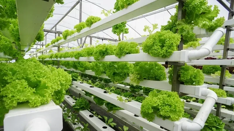 Vườn ban công mini