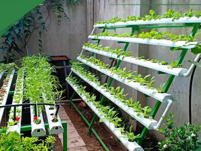 Các loại rau thủy canh