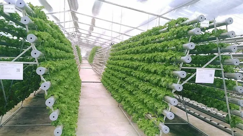Vườn rau thủy canh đẹp tại nhà