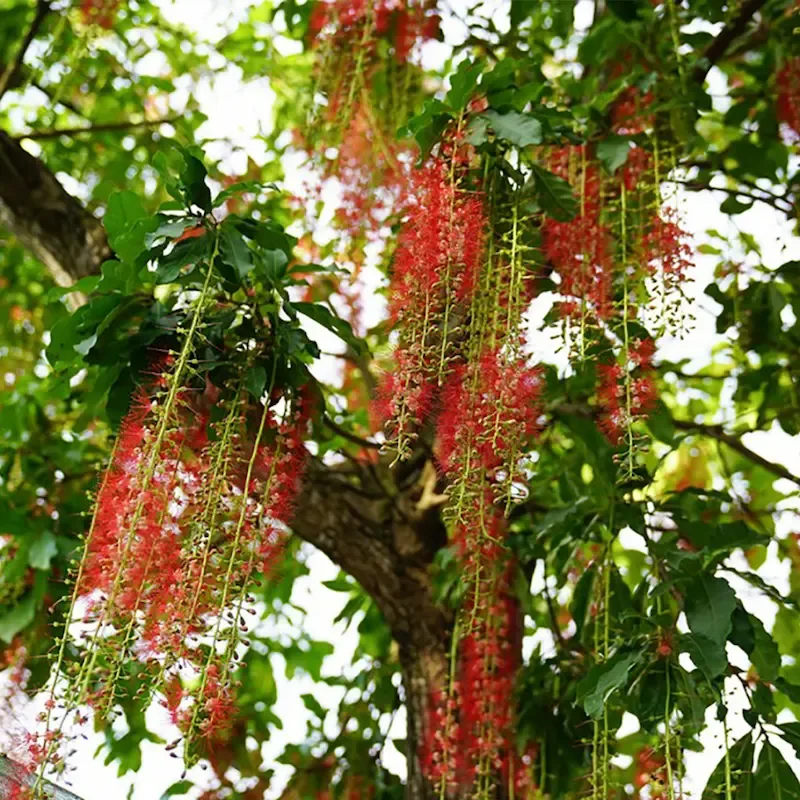 Chăm sóc khi cây ra hoa