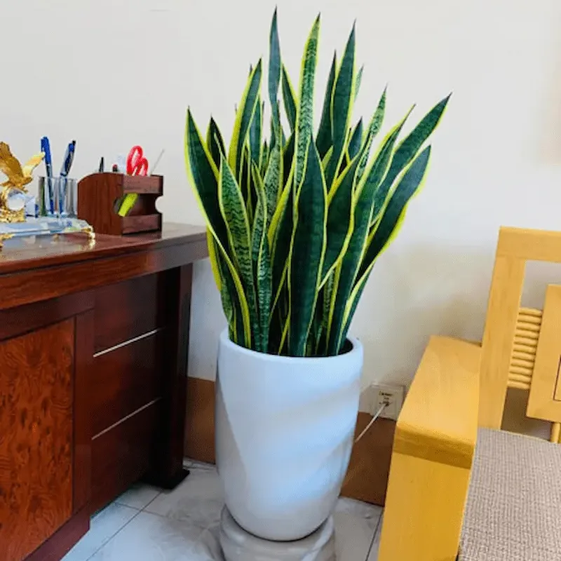 Cây Lưỡi Hổ ra hoa