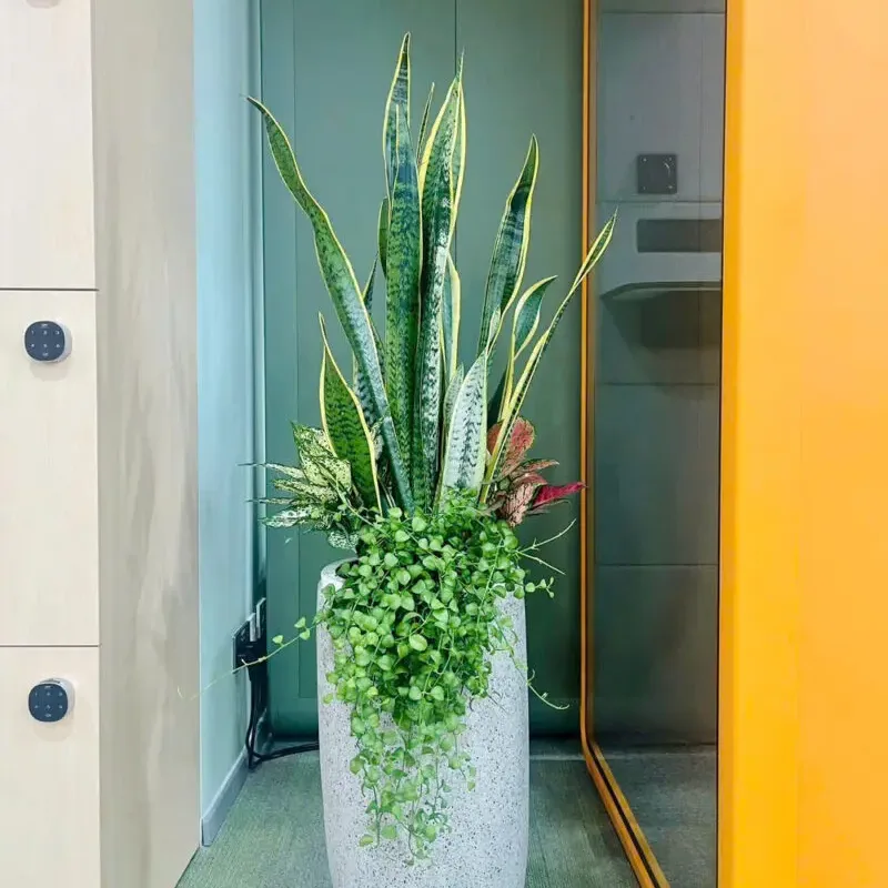 Mua cây Lưỡi Hổ uy tín