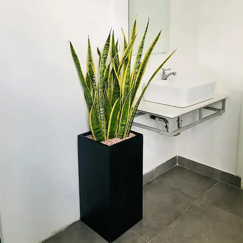 Cây Lưỡi Hổ hợp tuổi