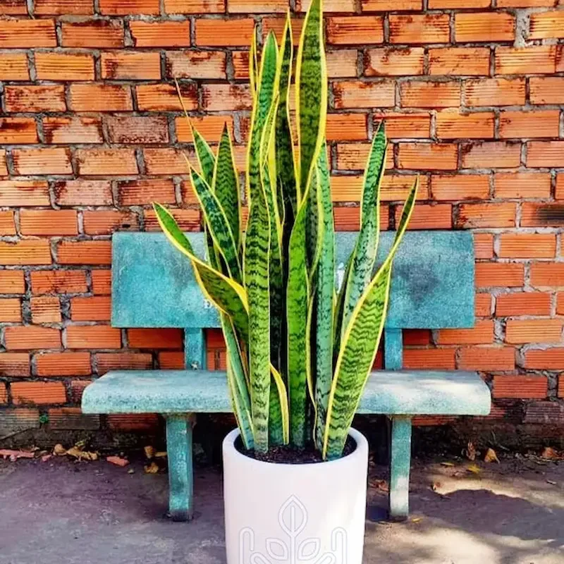 Chậu cây Lưỡi Hổ