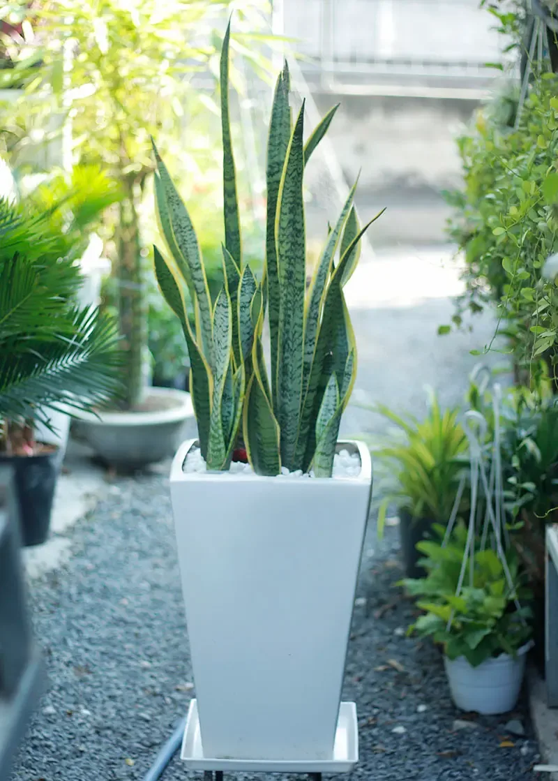 Giá cây Lưỡi Hổ