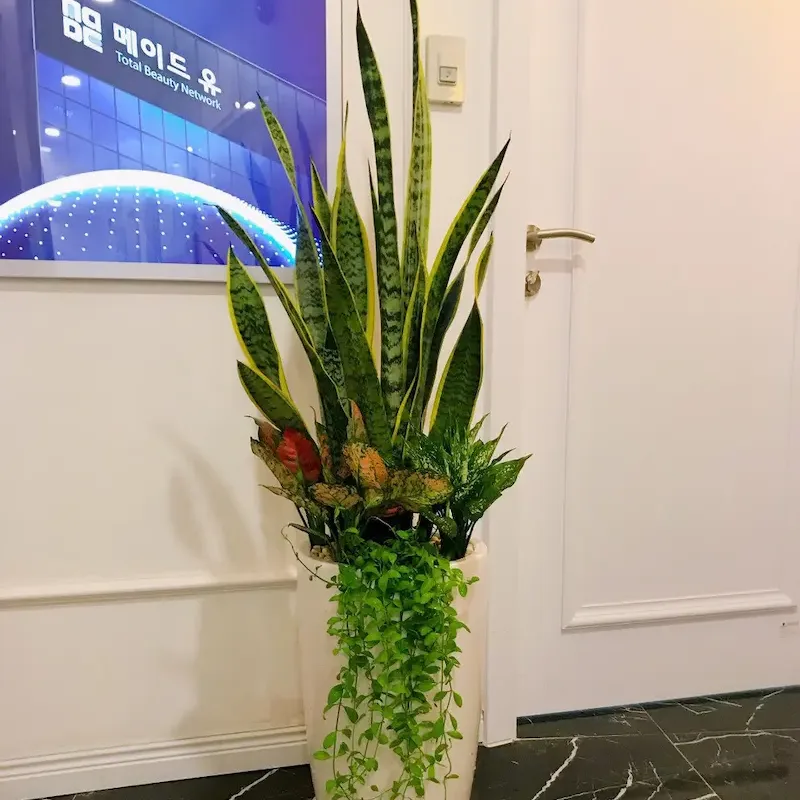 Cây Lưỡi Hổ an toàn