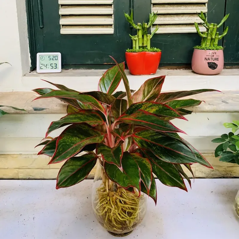 Vị trí cây Phú Quý