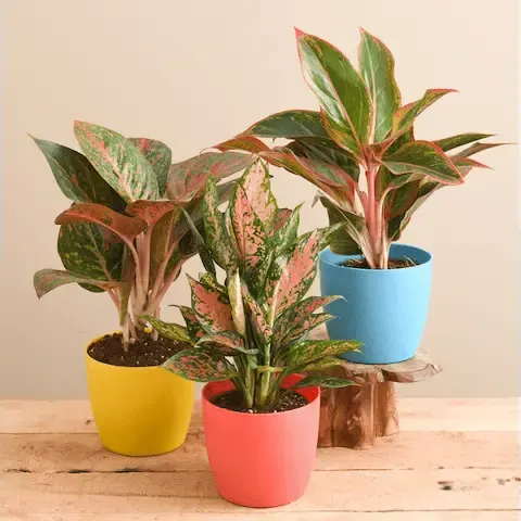 Chậu cây Phú Quý