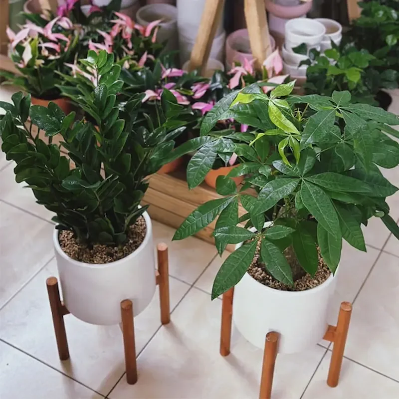 cây cảnh tặng khai trương