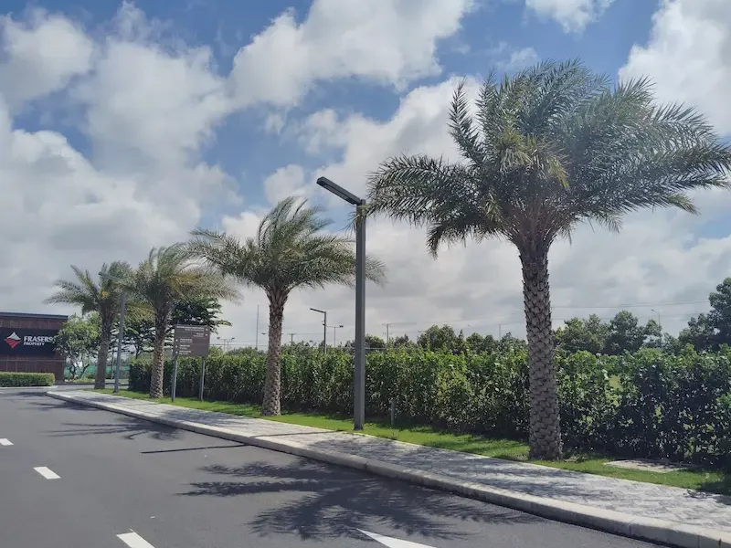 Cây Chà Là trong resort