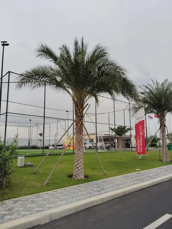 Cây Chà Là trong resort