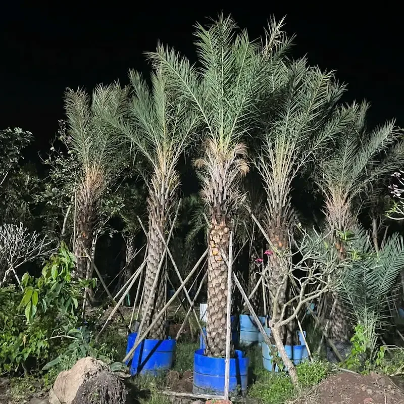 Lá và quả Chà Là