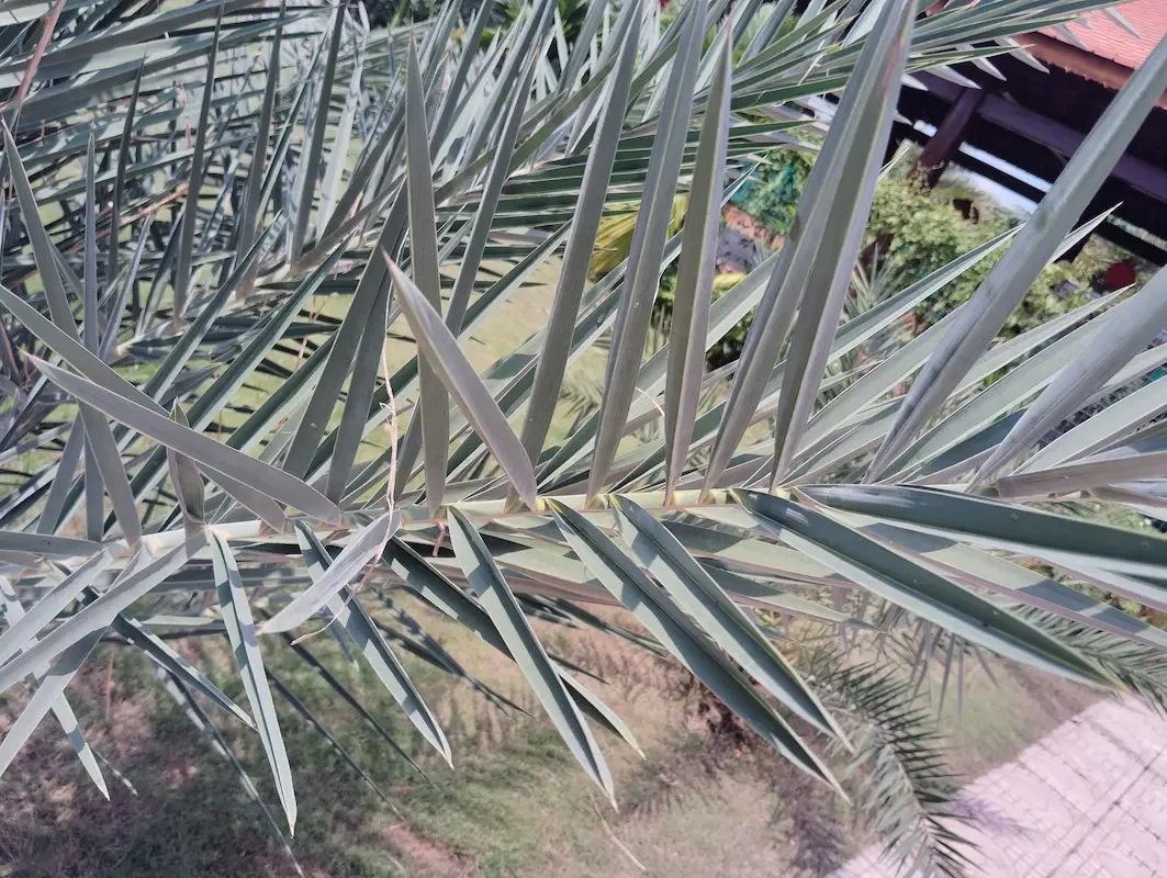 Lá và quả Chà Là