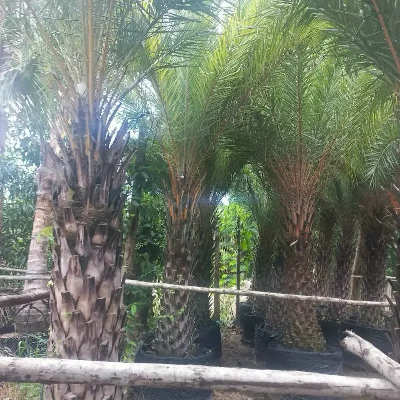 Cây chà là ăn quả