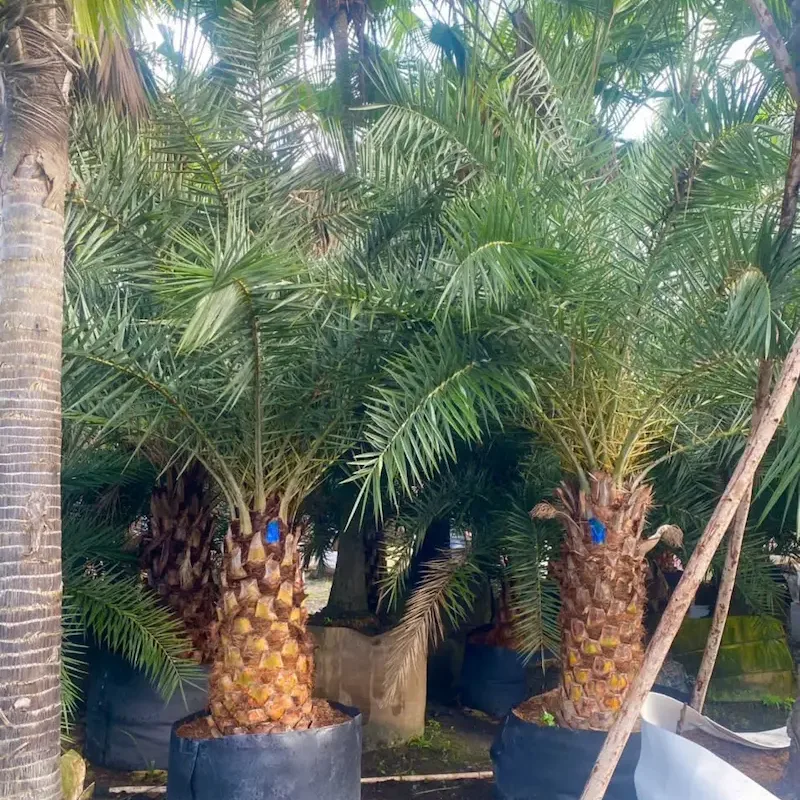 Cây chà là ăn quả