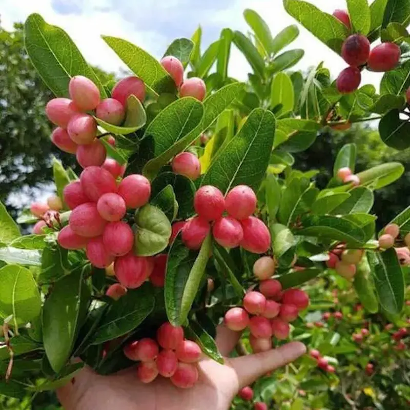 cách trồng cây siro