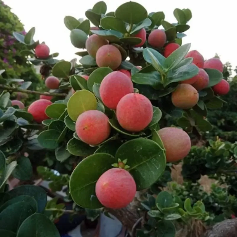 Kĩ thuật trồng cây siro