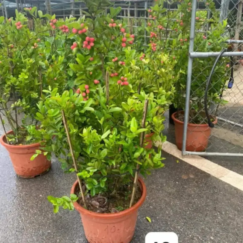 Cách chăm sóc cây siro