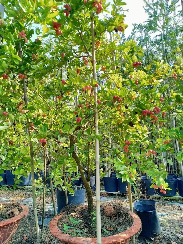 Ý nghĩa phong thủy cây siro