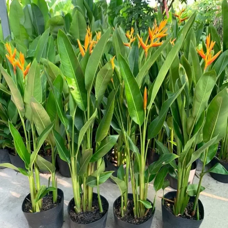 Ảnh sản phẩm Cây Chuối Mỏ Két