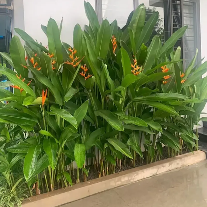 Cây Chuối Mỏ Két trong nhà