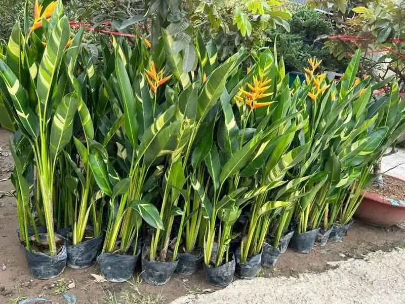 Phong thủy cây Chuối Mỏ Két