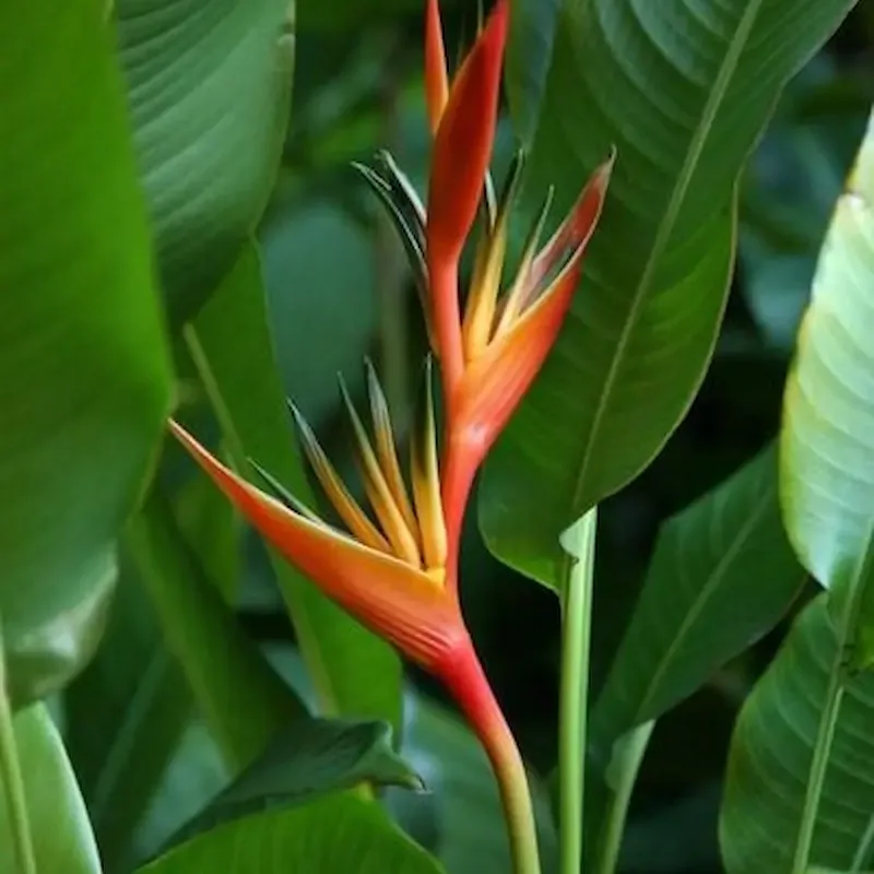 Mẹo phong thủy cây Chuối Mỏ Két