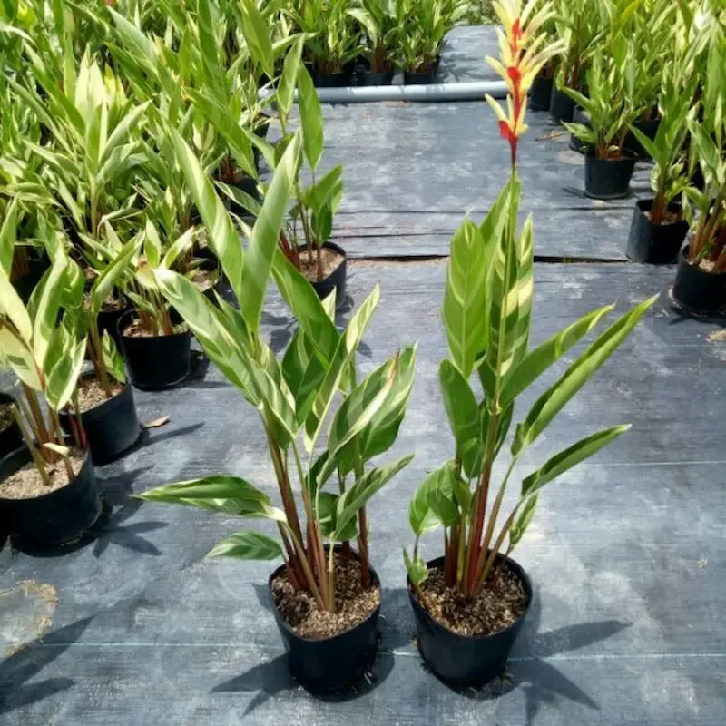 Cây Chuối Mỏ Két hợp tuổi