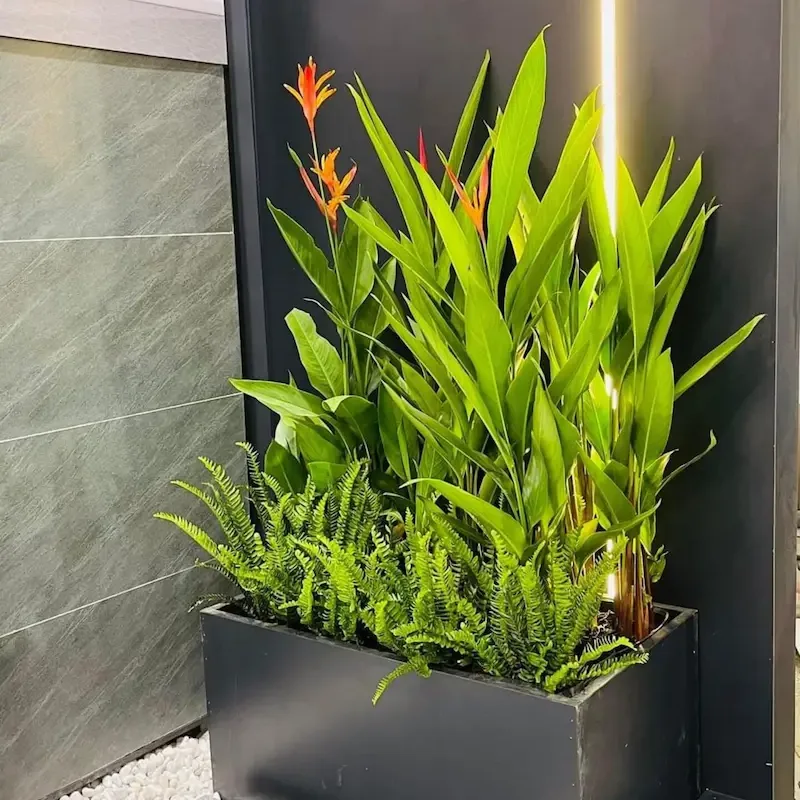 Lợi ích cây Chuối Mỏ Két