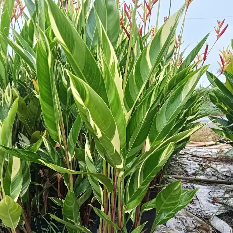 Cây Chuối Mỏ Két trang trí