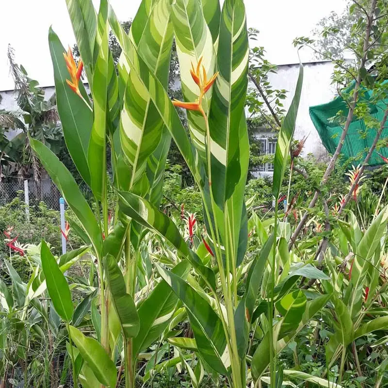 Cây Chuối Mỏ Két trong chậu