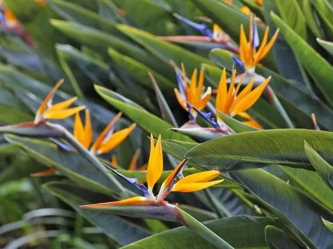 Cây Chuối Mỏ Két xanh tốt