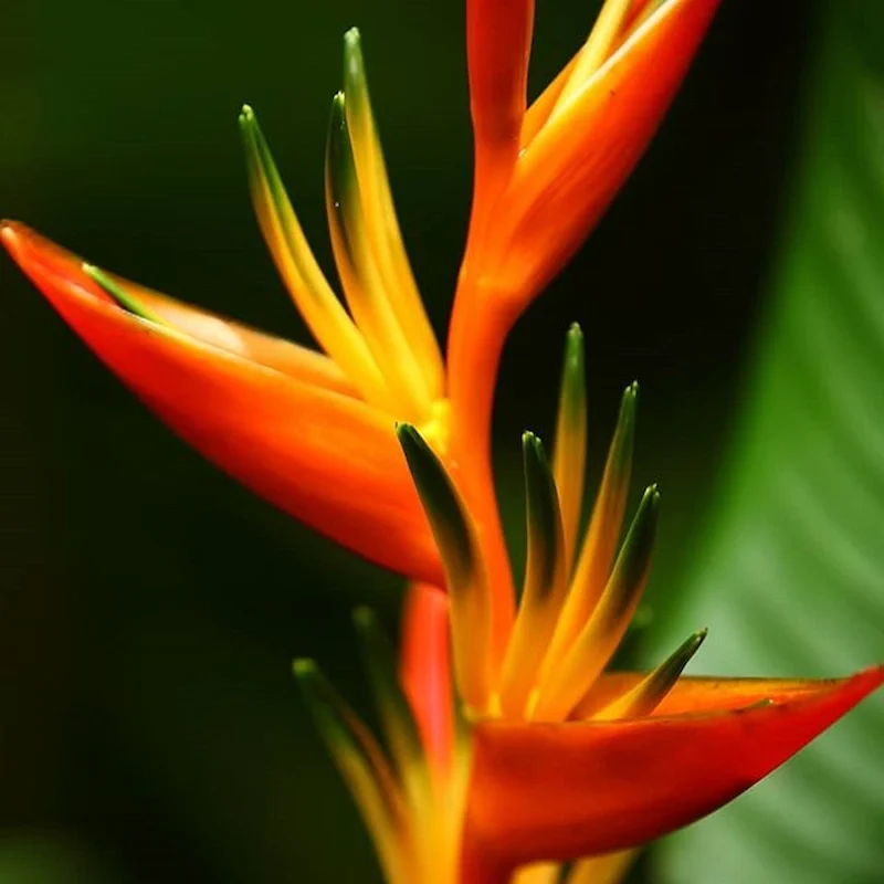 Nhân giống cây Chuối Mỏ Két