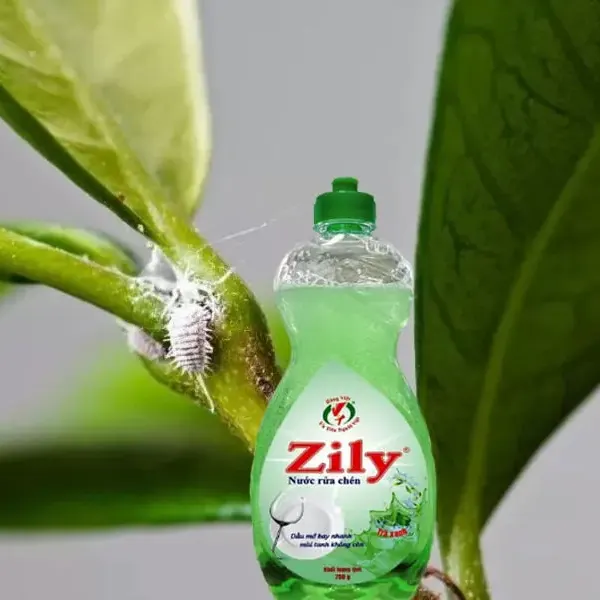 Phun nước rửa chén trị rệp sáp