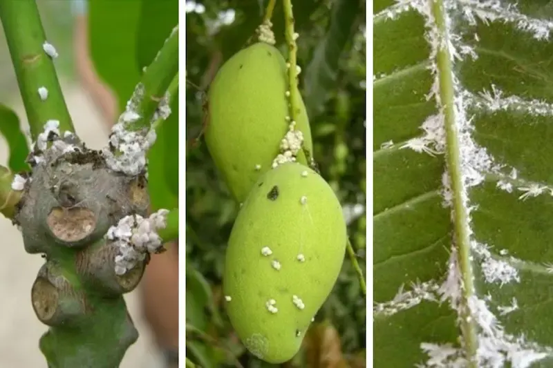 Cắt tỉa lá nhiễm rệp sáp