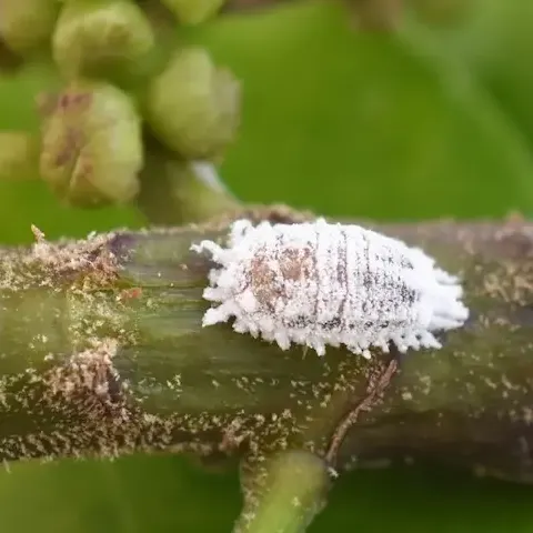 Rệp sáp trên cây cảnh