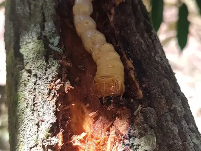 Sâu đục thân cây cảnh