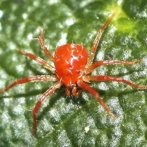 Nhện đỏ tấn công cây cảnh