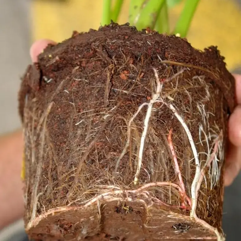 Cây cảnh bị thối rễ