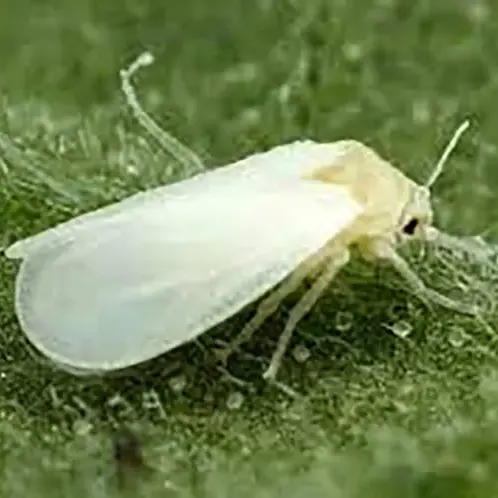 Phòng trừ sâu bệnh