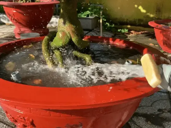 tưới nước cây mai vàng