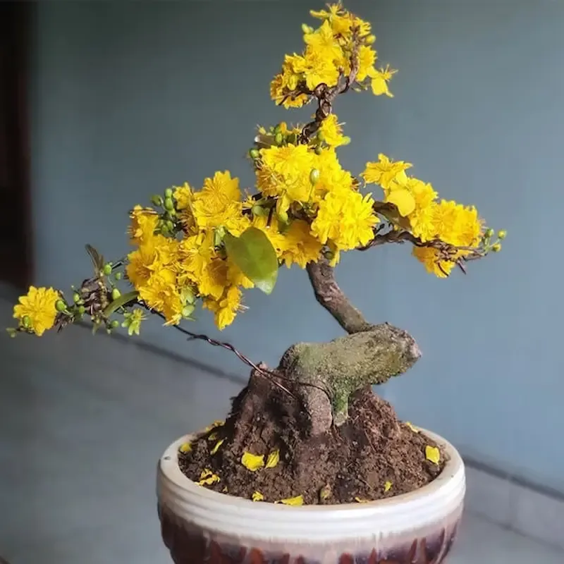 Mai bonsai mini