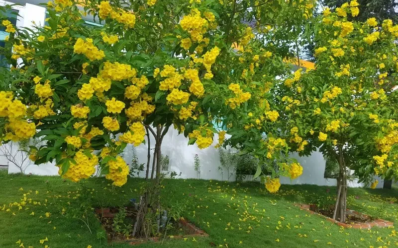 Giàn Sử Quân Tử trước cổng