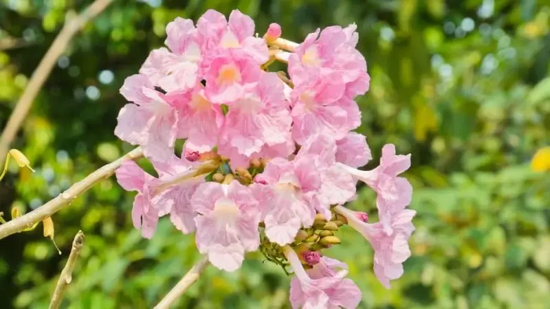 Ảnh bìa của sản phẩm: Cây Kèn Hồng